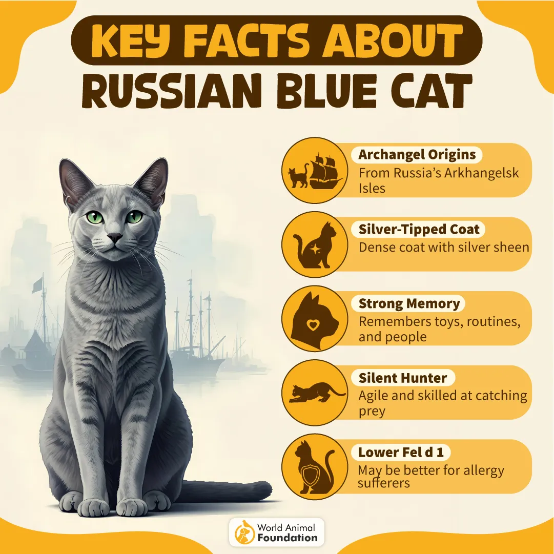 Key Facts About the Russian Blue Cat-16