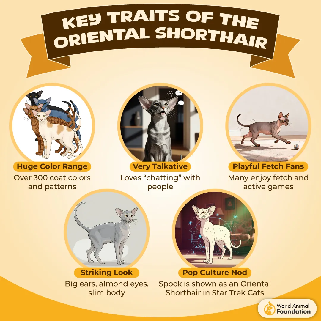 Key Traits of the Oriental Shorthair-01