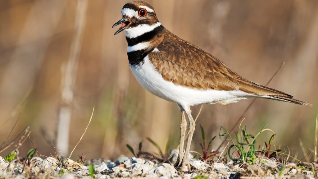 Killdeer