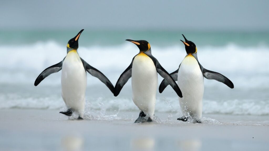 King Penguin