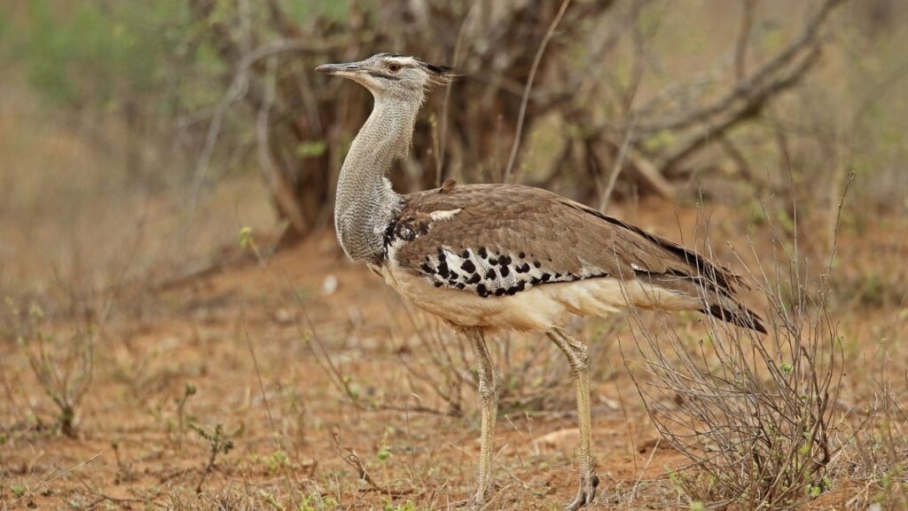 Kori Bustard