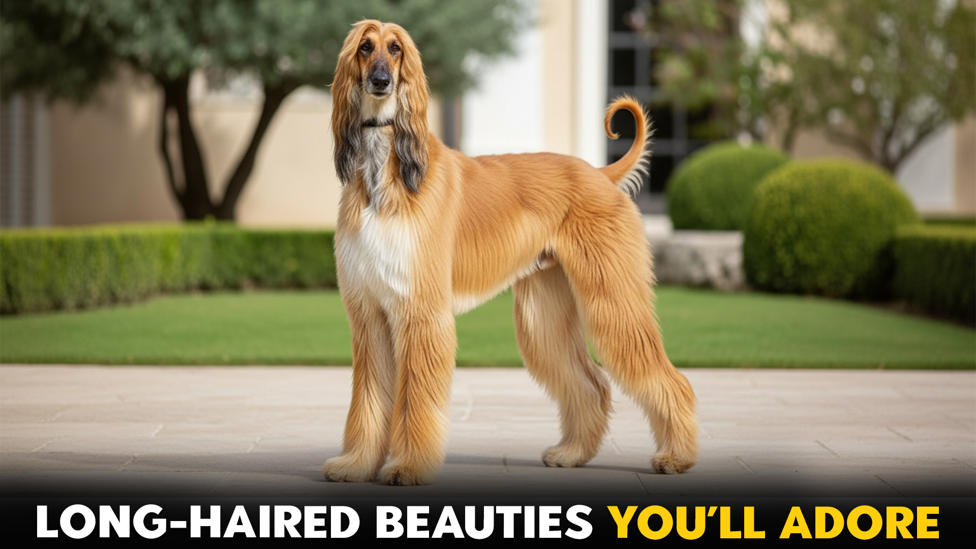 Magnificent-Long-Haired-Dog-Breeds-to-Adore