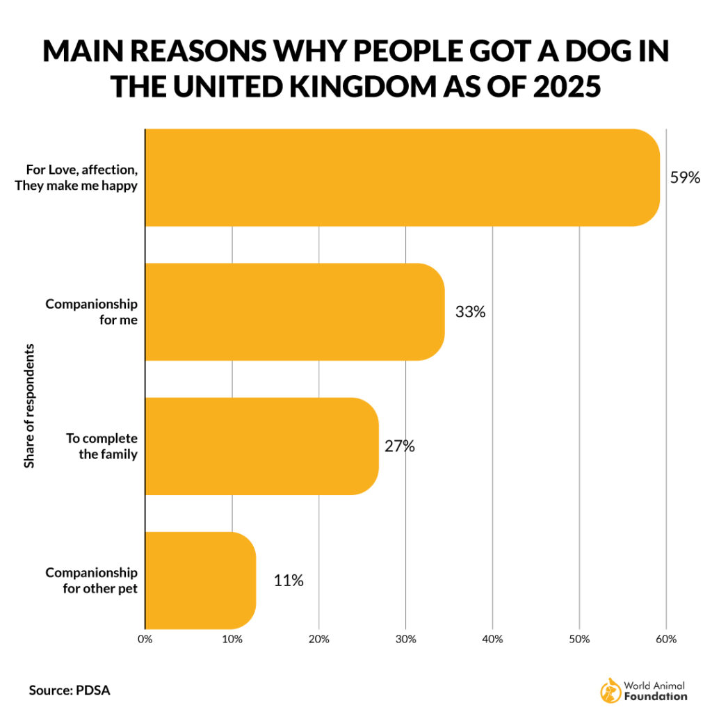 Main-reasons-why-people-get-dogs-02
