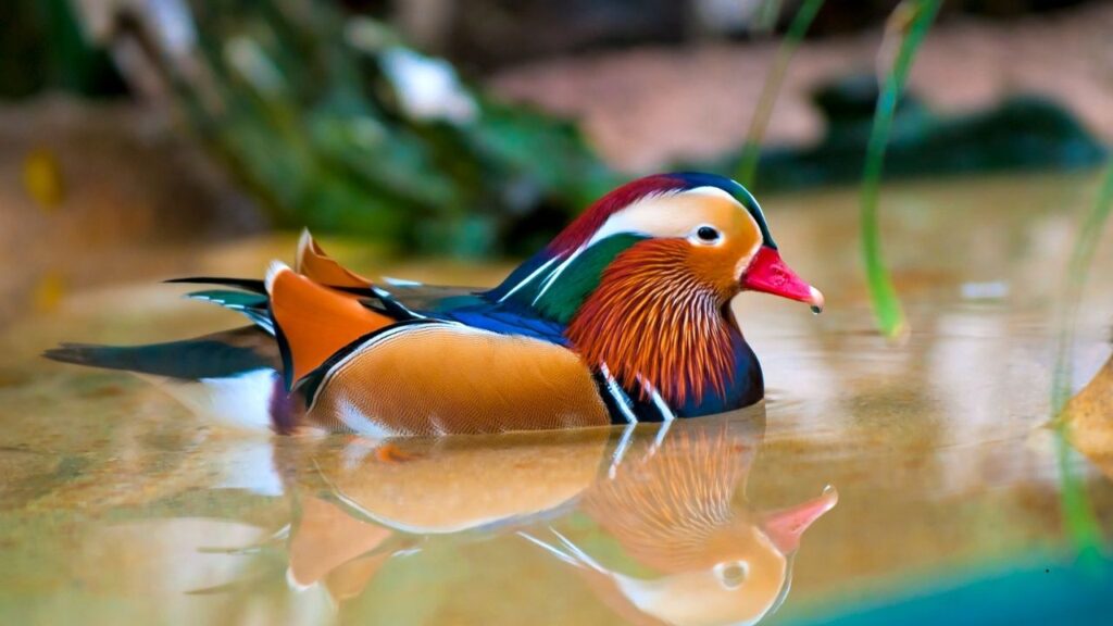 Mandarin Duck