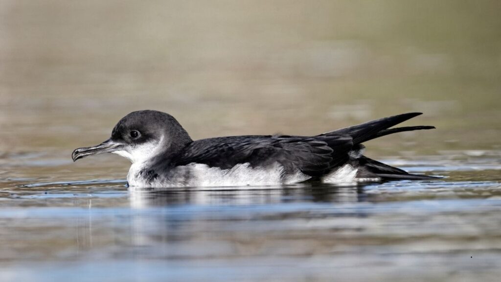 Manx Shearwater