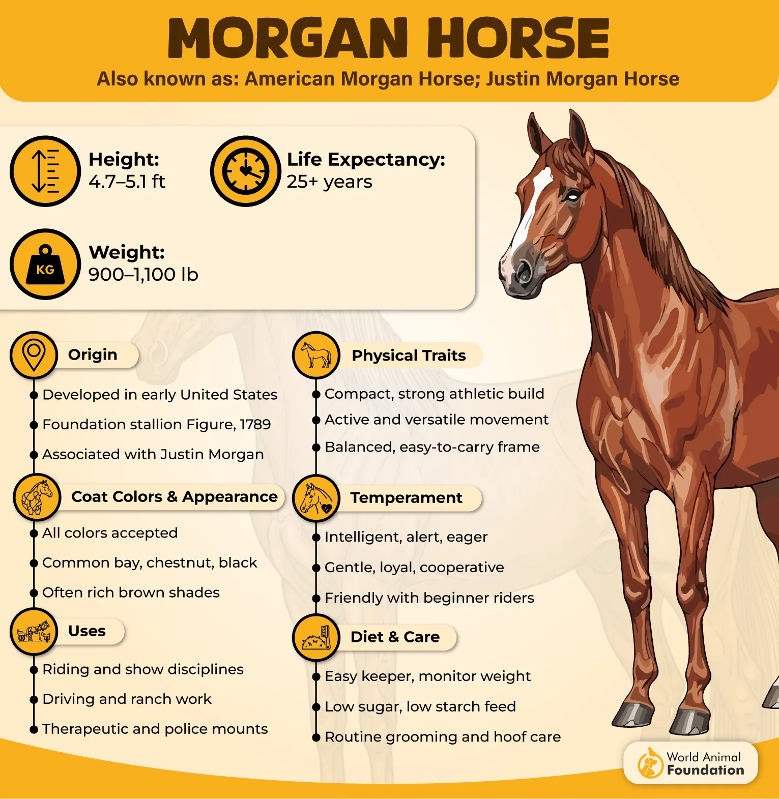 Morgan Horse Profile
