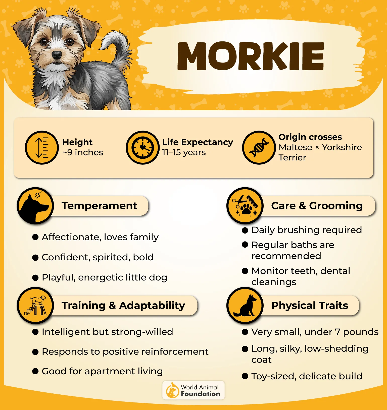 Morkie Profile