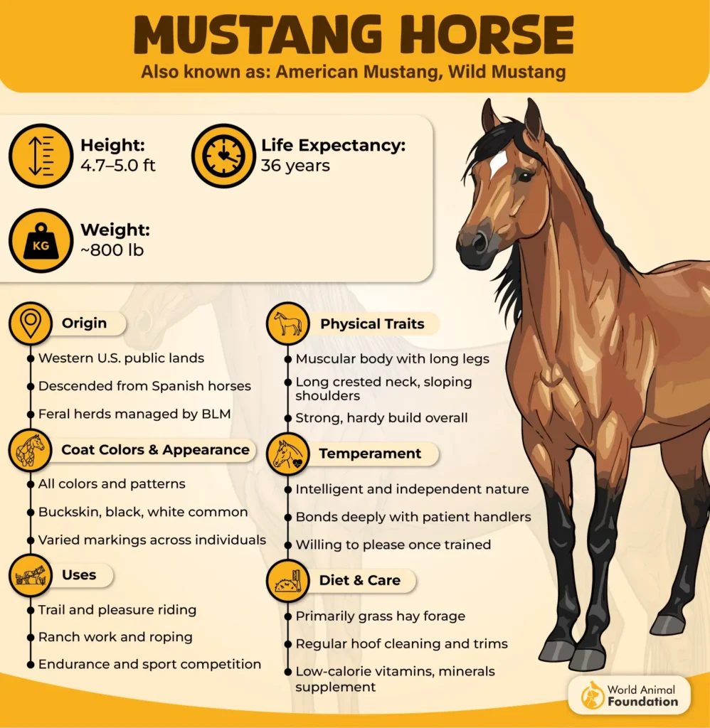 Mustang-Horse-14