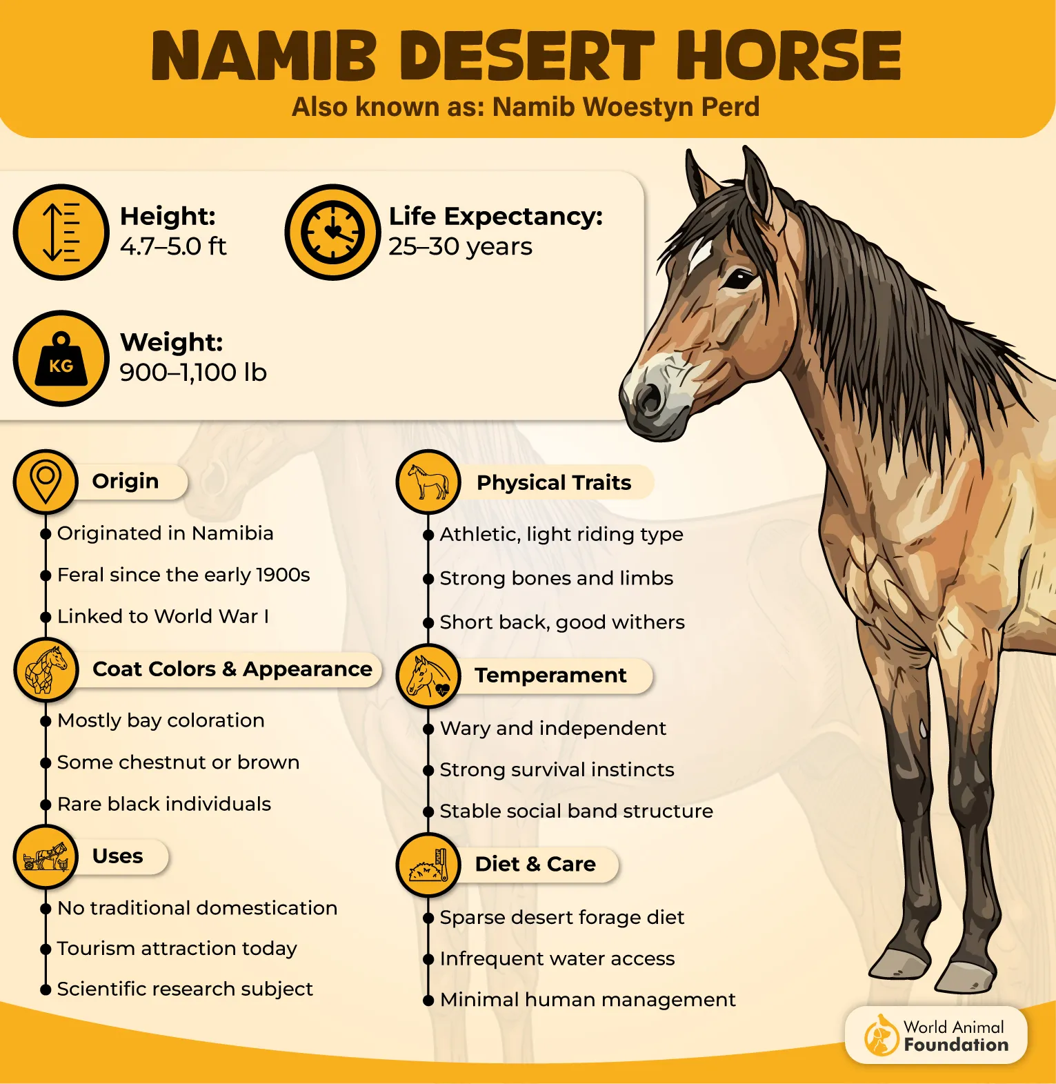 Namib Desert Horse Profile