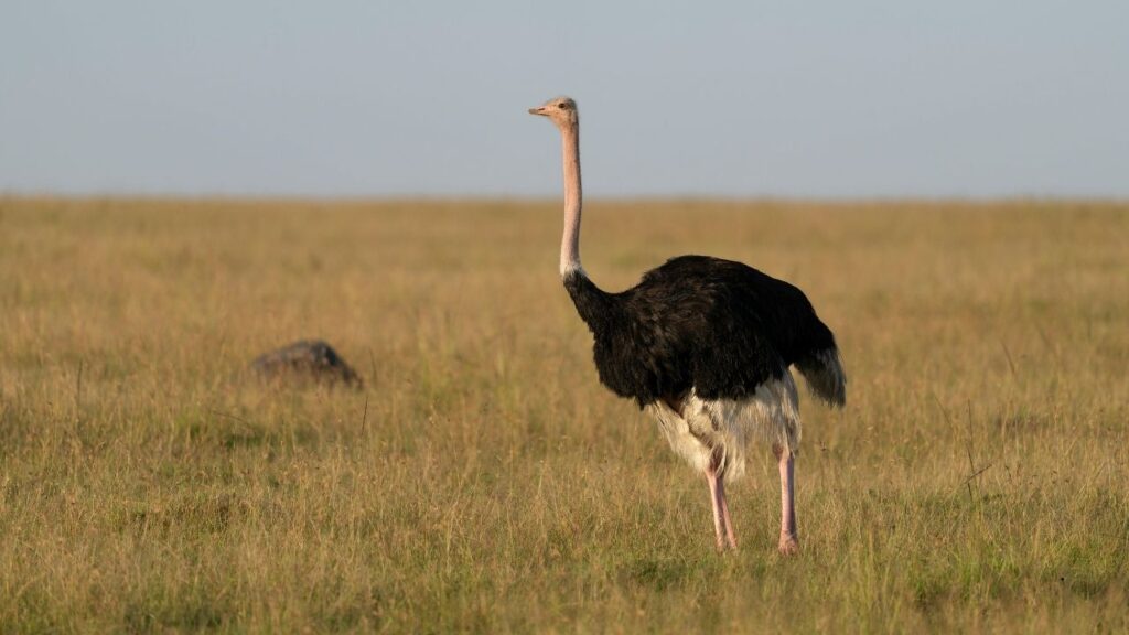North African Ostrich