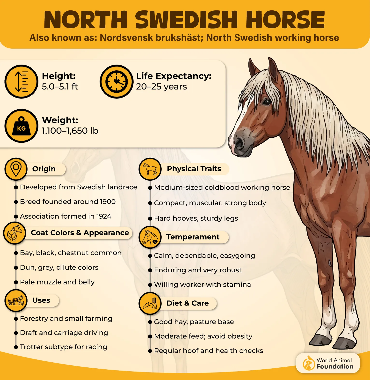 North Swedish Horse