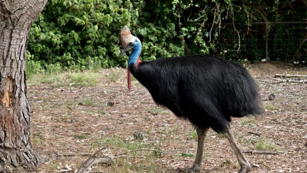 Northern Cassowary