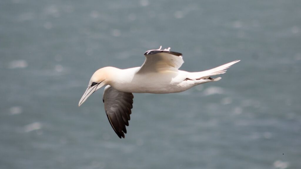 Northern Gannet