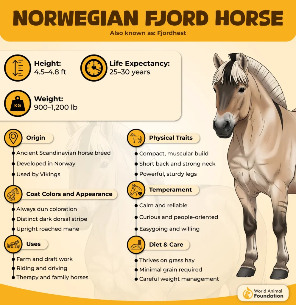 Norwegian-Fjord-Horse-Breed-Profile-01