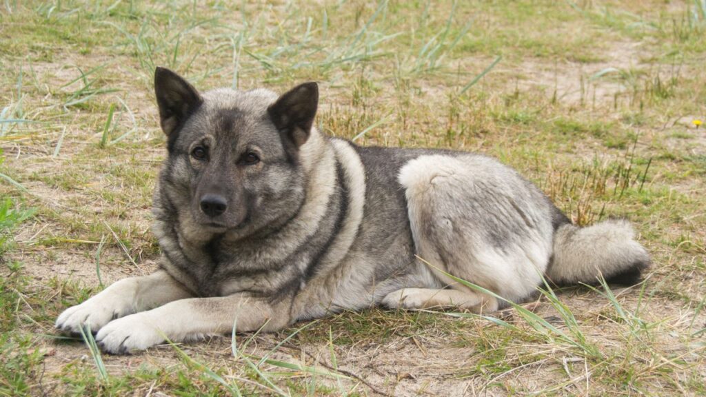 Nowegian Elkhound