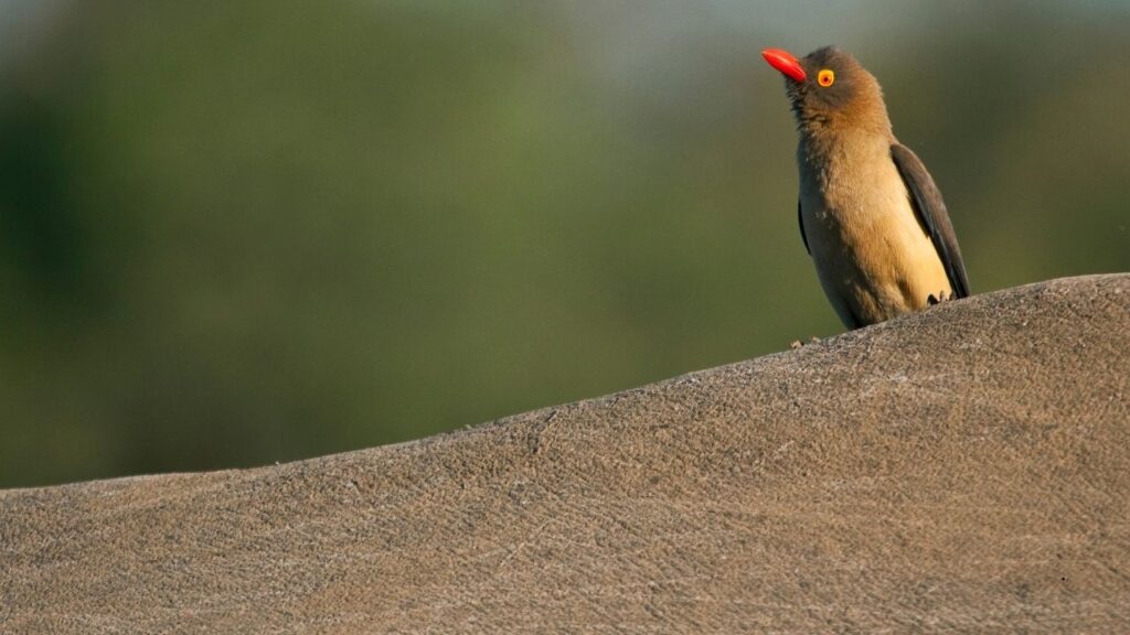 Oxpecker