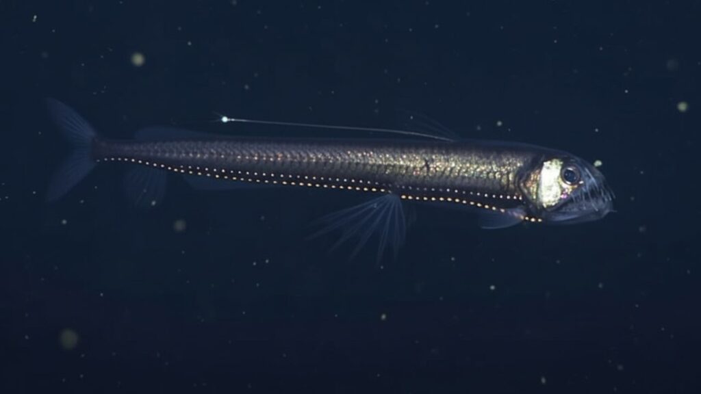 Pacific Viperfish