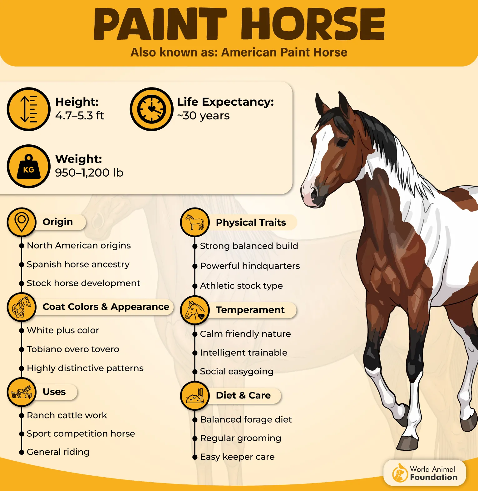 American Paint Horse