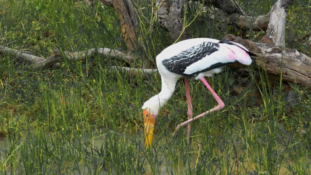 Painted Stork