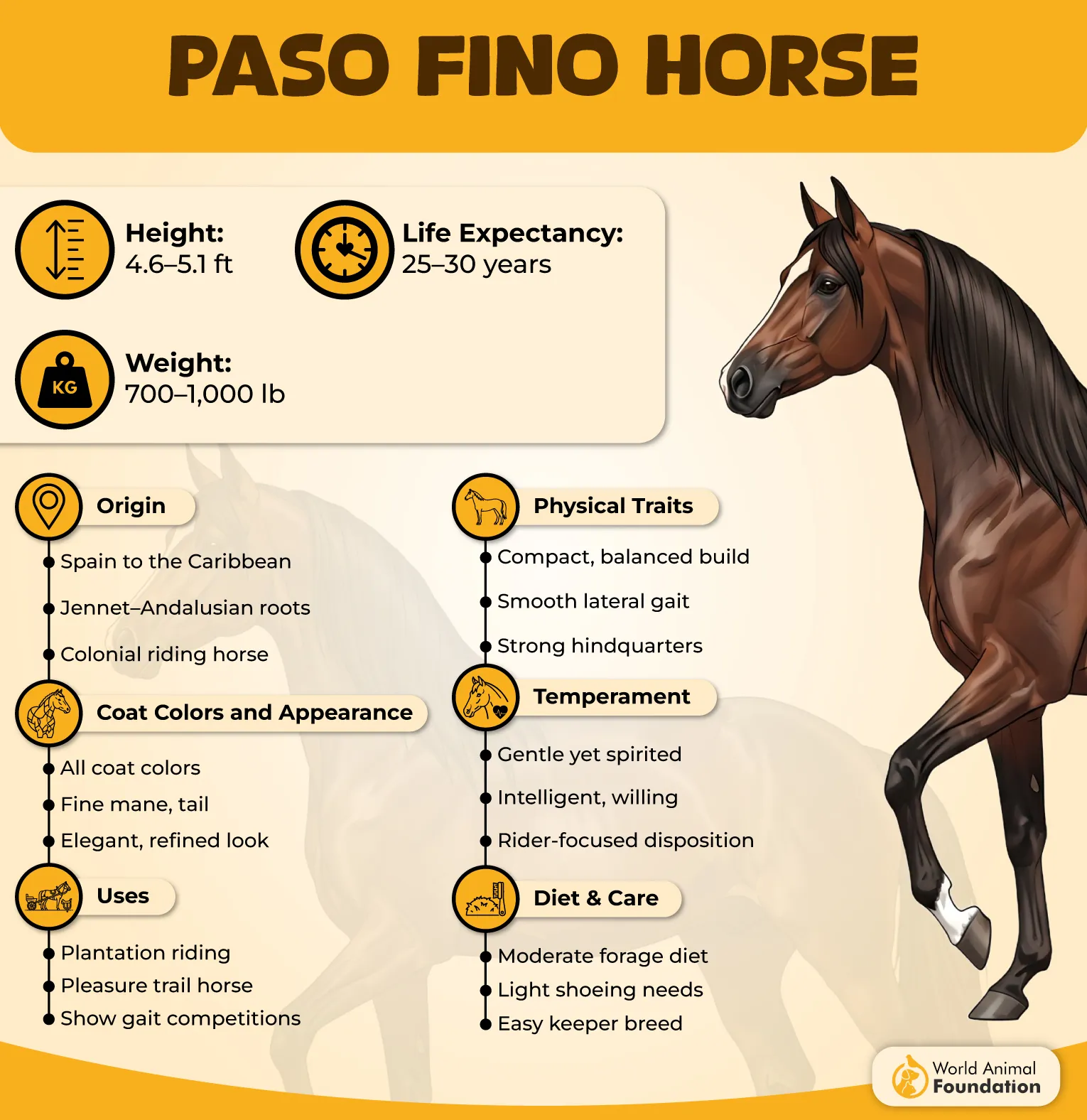 Paso Fino Horse Profile