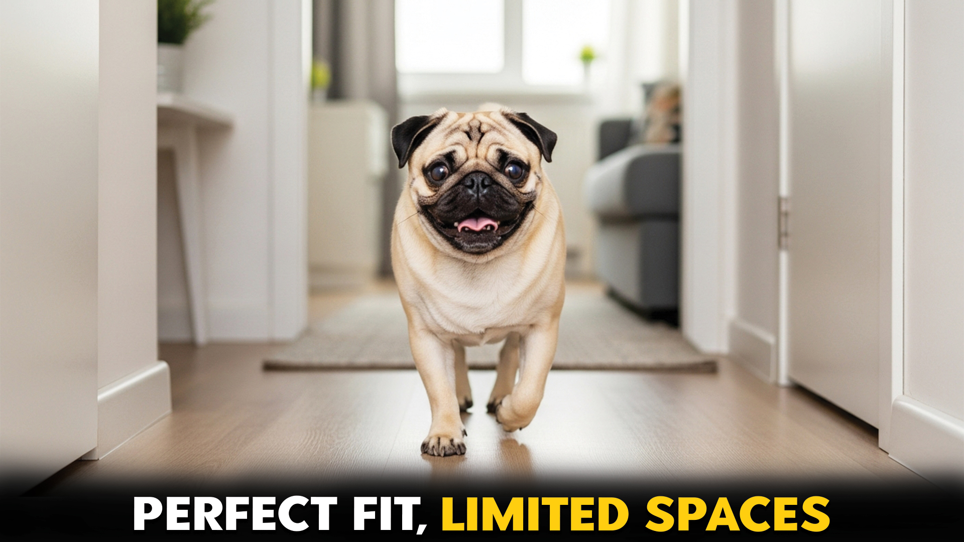 Perfect-Small-Dog-Breeds-for-Limited-Living-Space