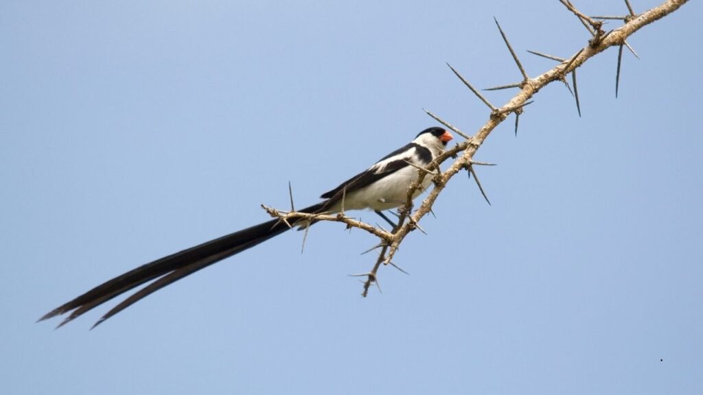 Pin-Tailed Whydah