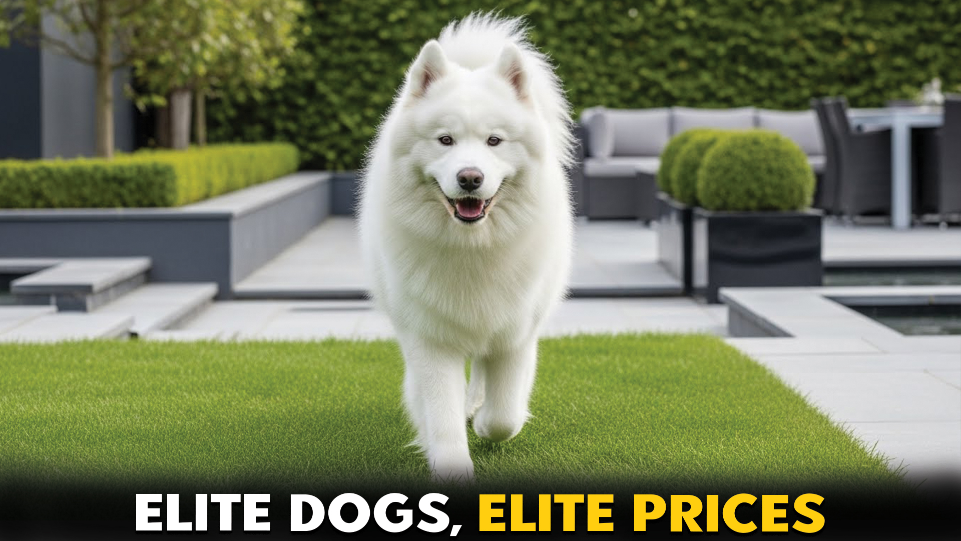 9 Pricy Dog Breeds: A Look at the Costliest Canines