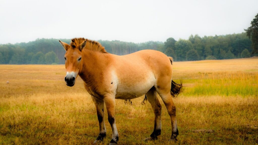 Przewalski’s Horse