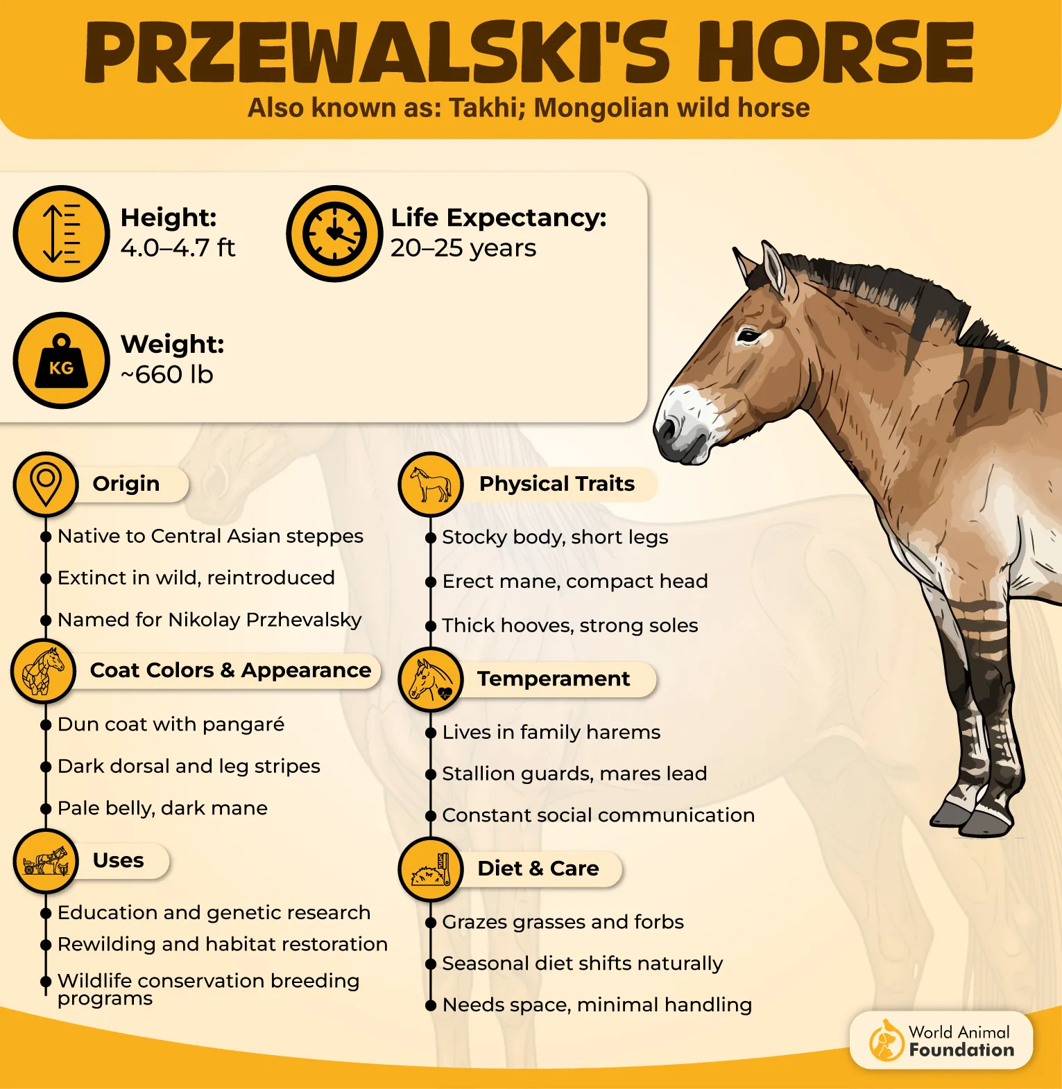 Przewalski’s Horse