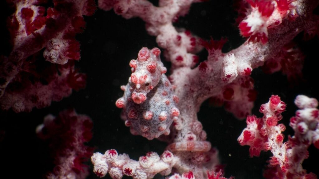 Pygmy Seahorse