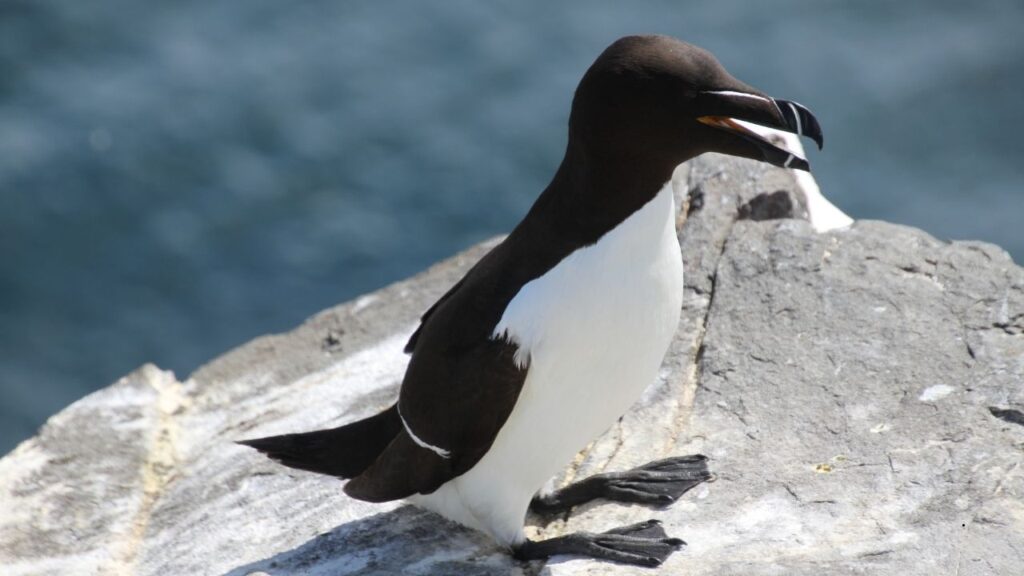 Razorbill