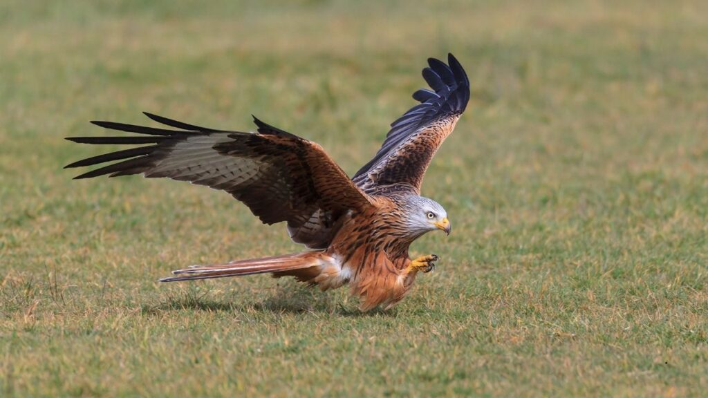 Red Kite
