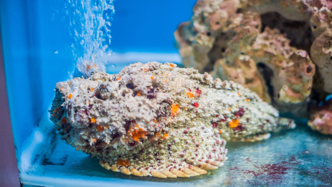 Fish with the Strongest Toxins: 7 Ocean Killers You Must Avoid