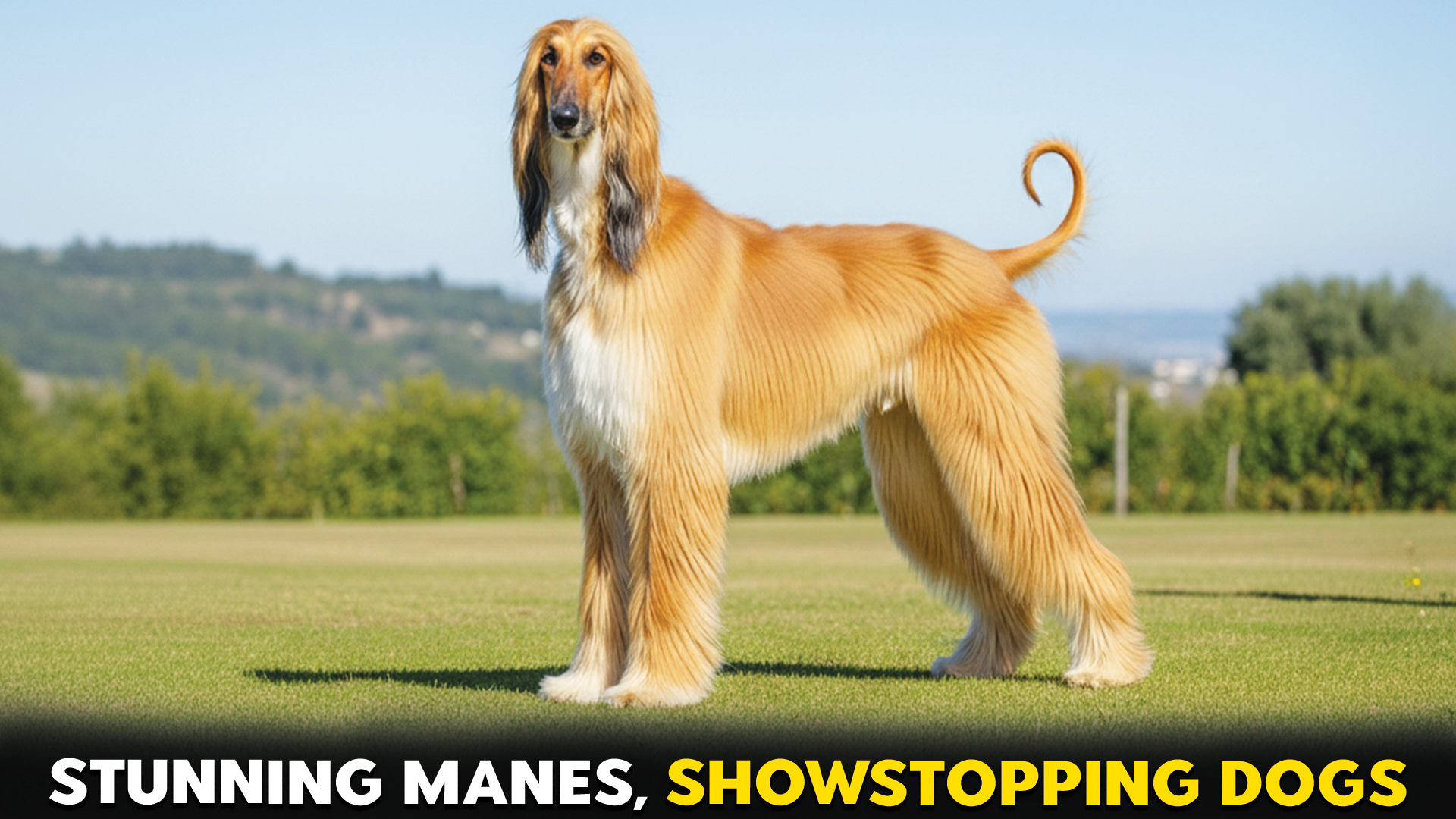 Remarkable-Long-Hair-Dog-Breeds-with-Stunning-Manes