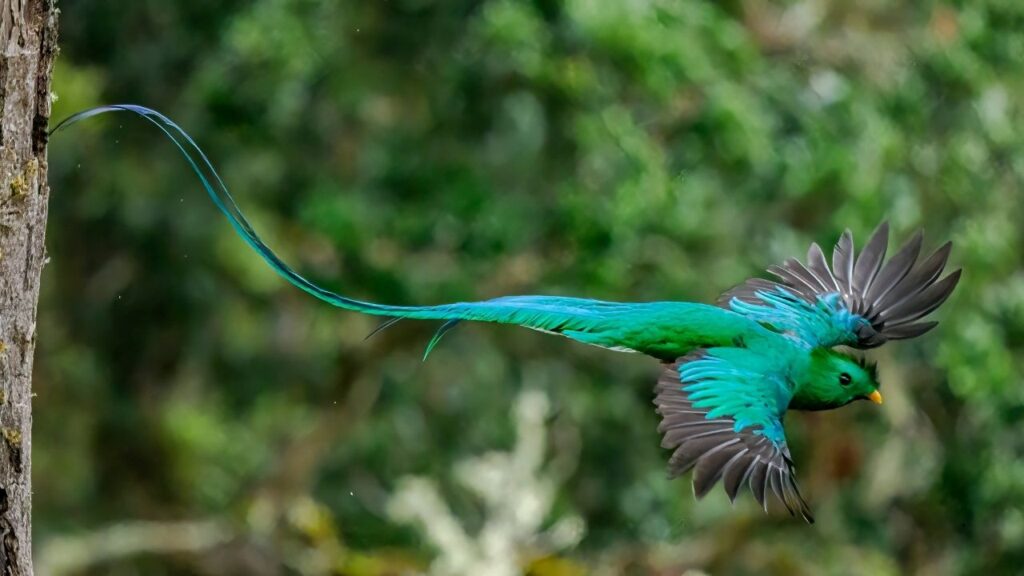 Resplendent Quetzal