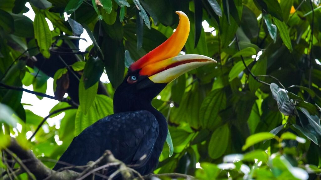 Rhinoceros Hornbill