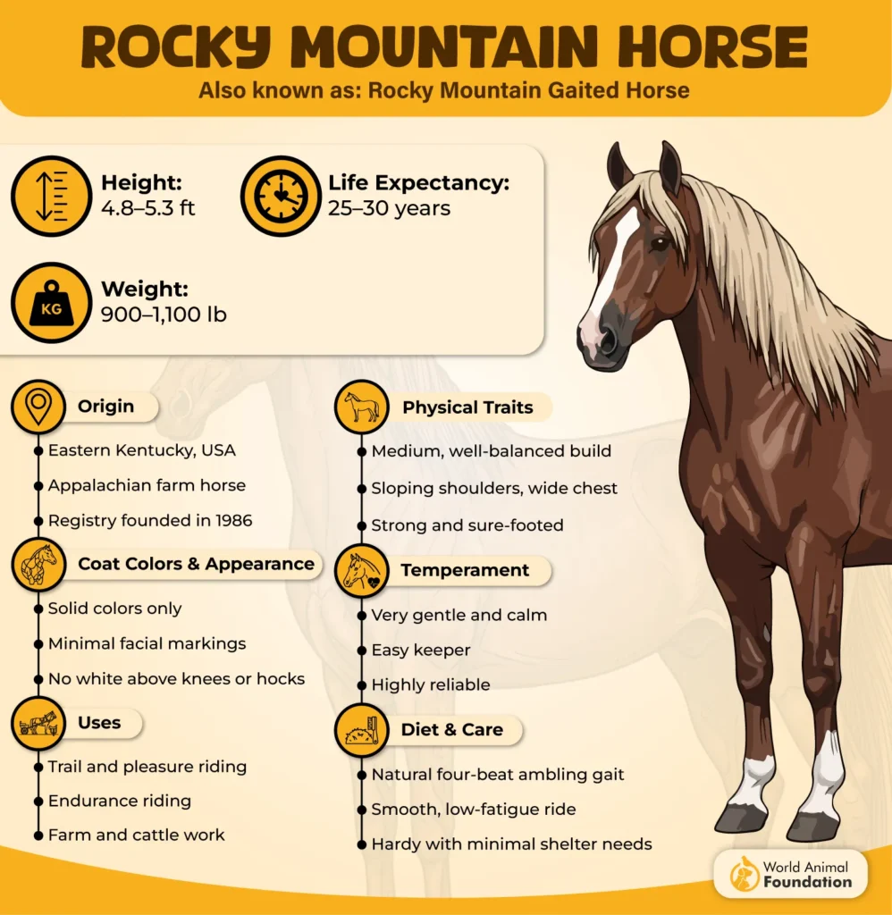 Rocky-Mountain-Horse-09