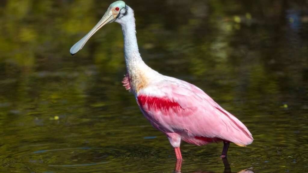 Roseate Spoonbill