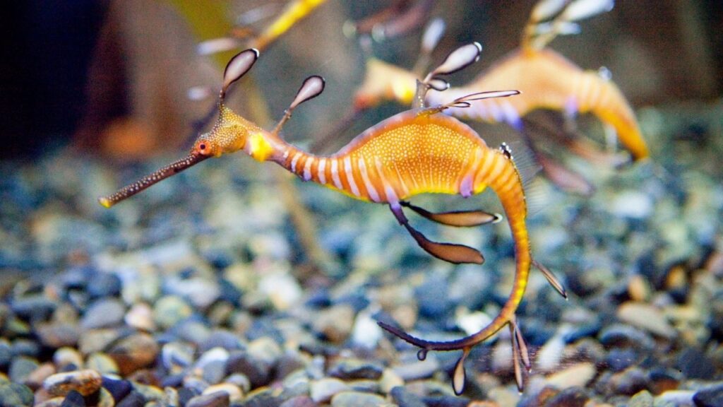 Ruby Seadragon