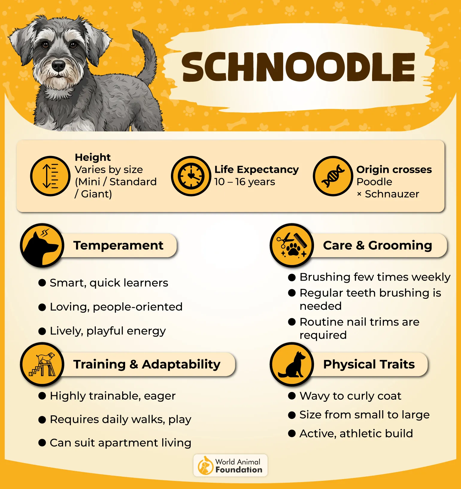 Schnoodle Profile