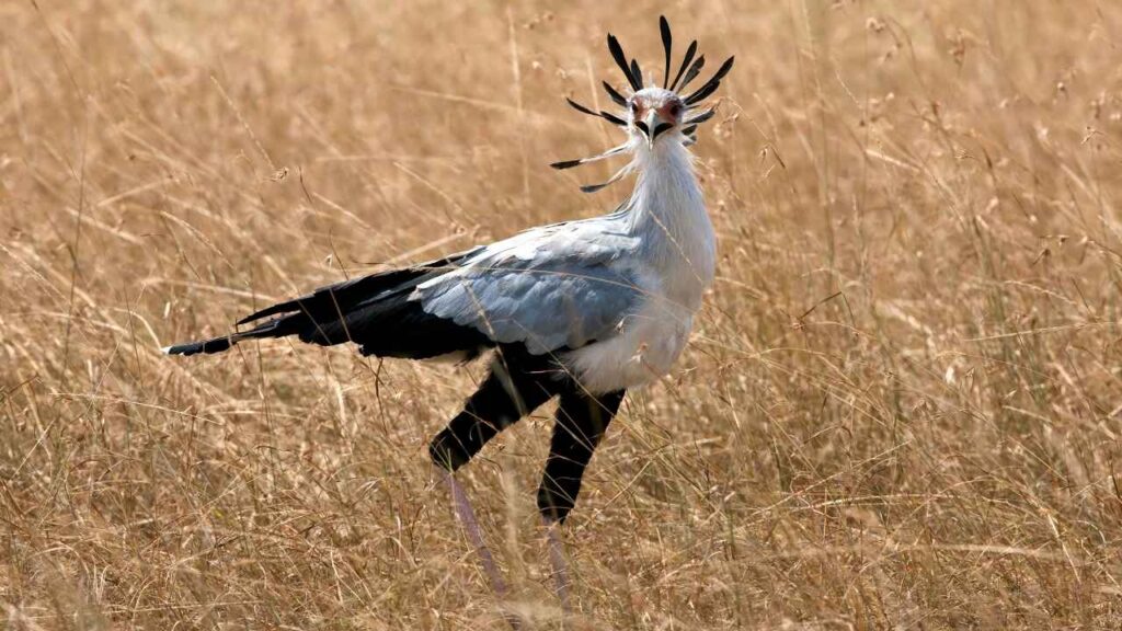Secretary Bird