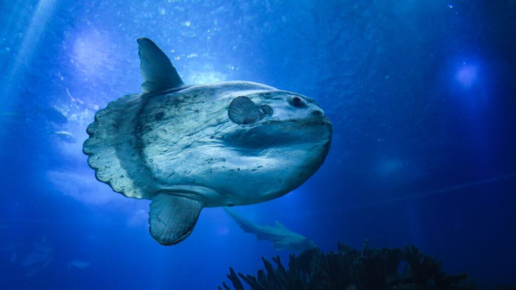 Sharptail Mola