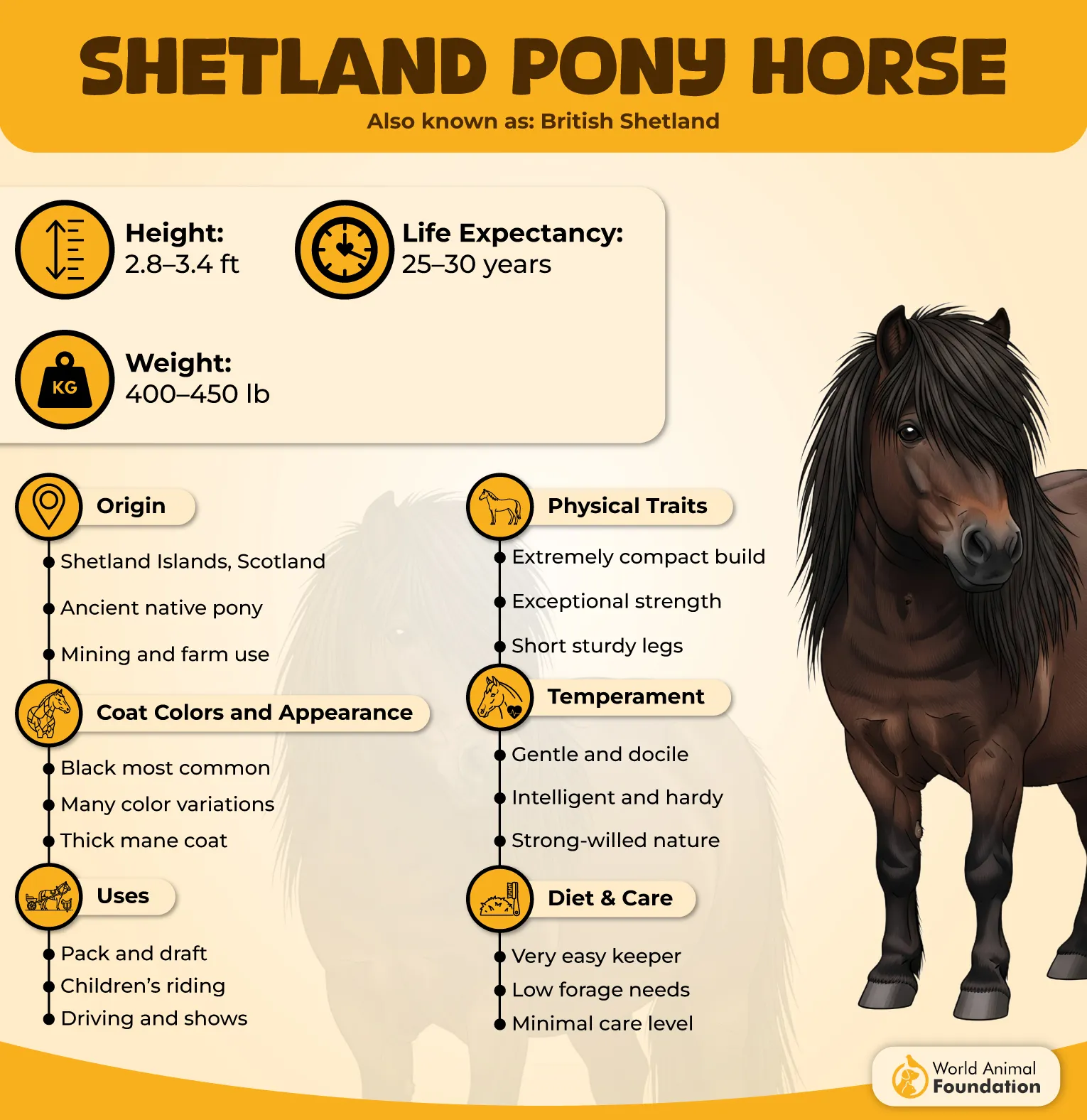 Shetland Pony Horse Profile