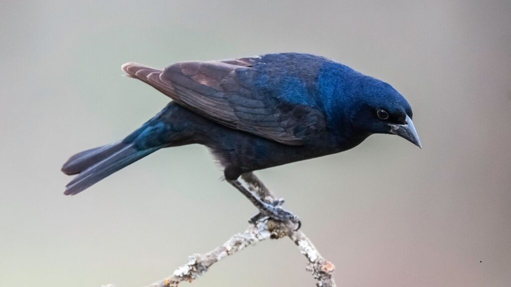 Shiny Cowbird