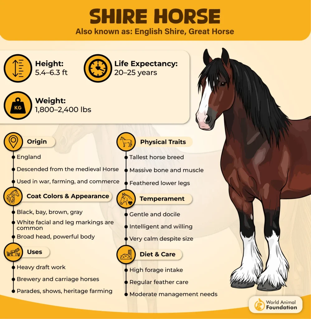 Shire-Horse-11