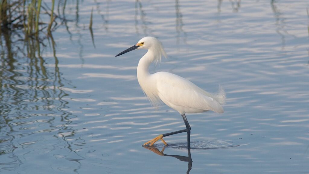 Snowy Egret