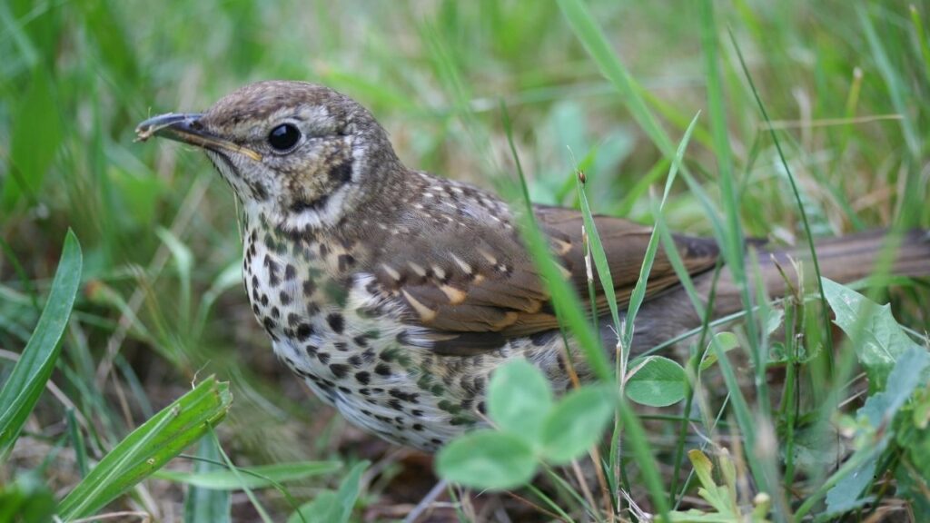 Song Thrush