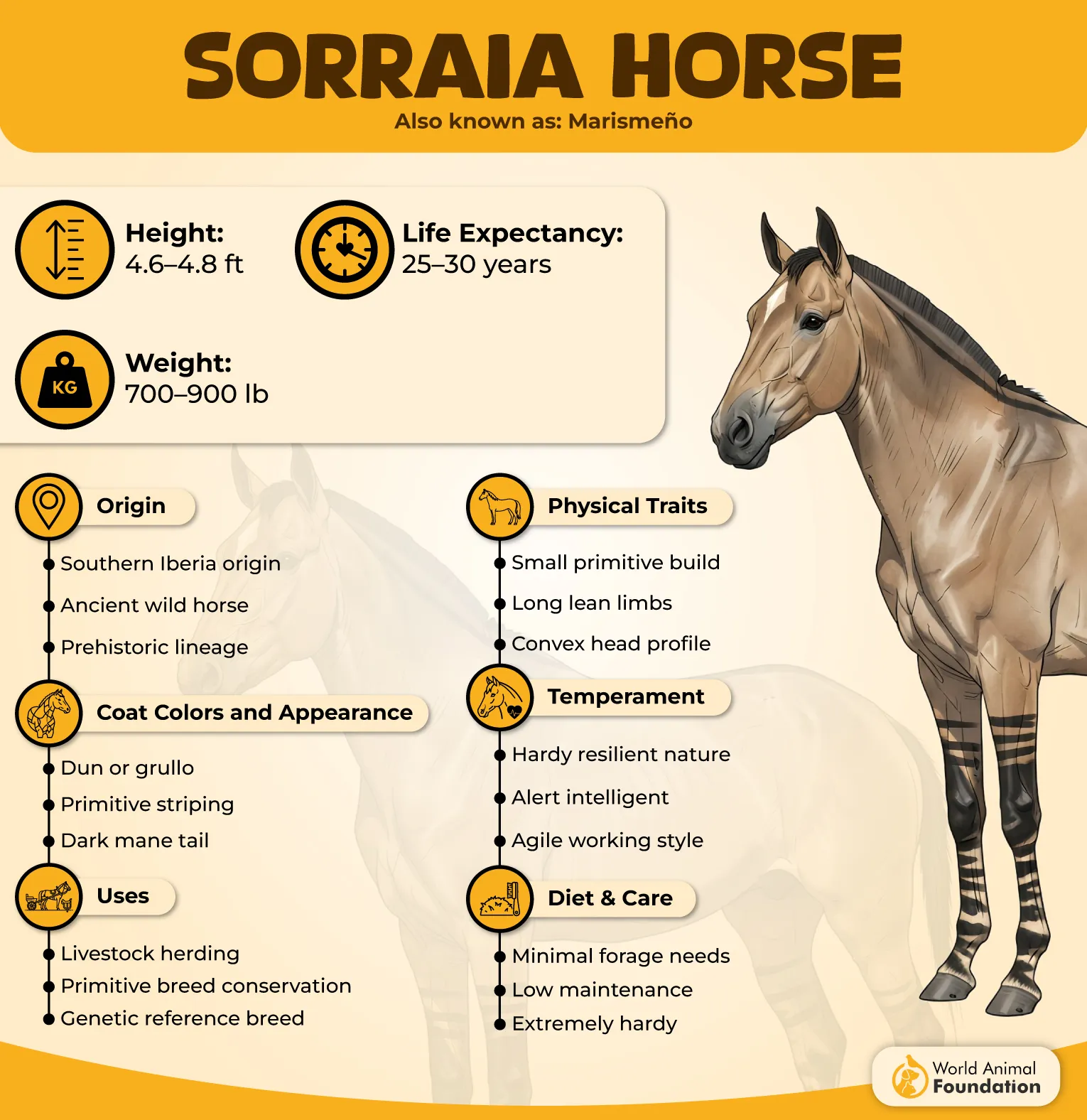 Sorraia Horse Profile