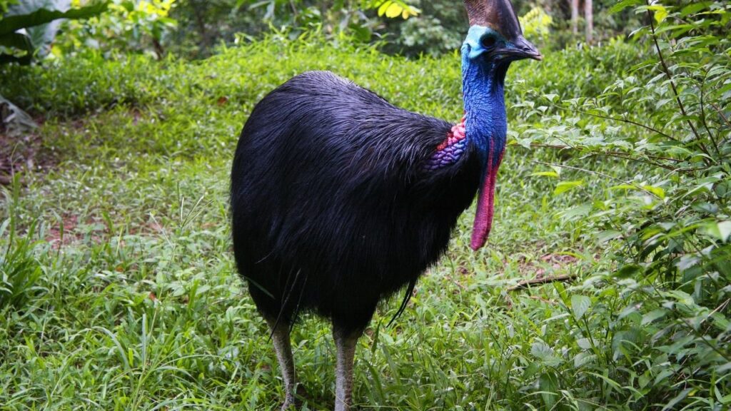 Southern Cassowary