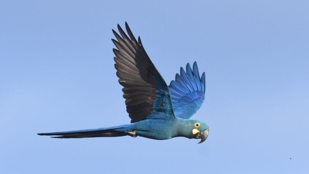 Spix’s Macaw